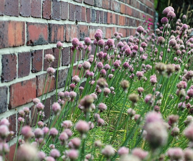 Growing Chives against a brick house