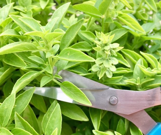 Scissors snipping off basil cutting from plant