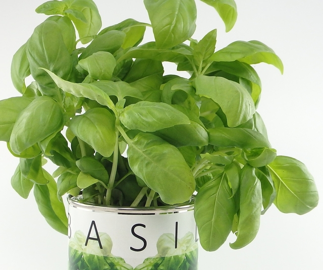 Basil plant growing in a pot