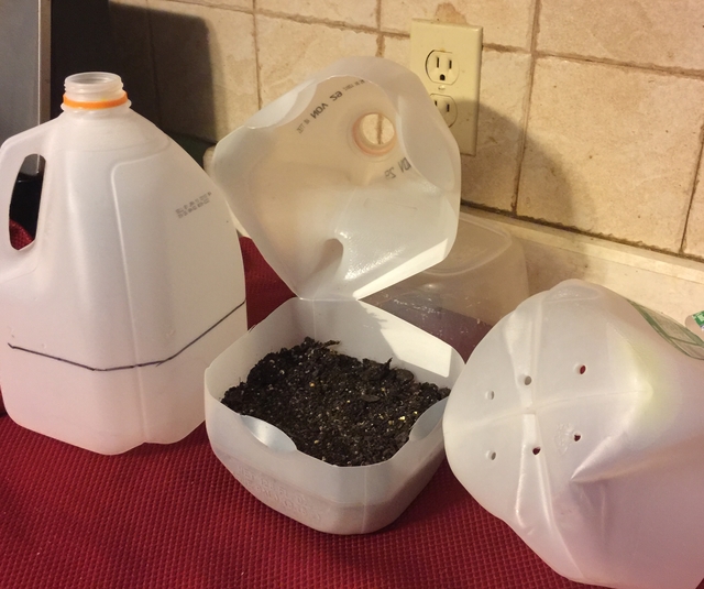 Milk Jugs planted with seed for Winter Sowing