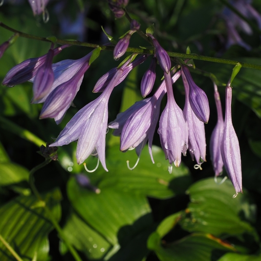 Caring for your New Hosta