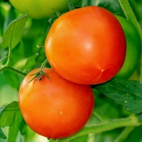 Determinant or Indeterminant Tomatoes?